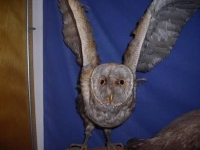Barn-owl