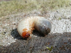insect larva
