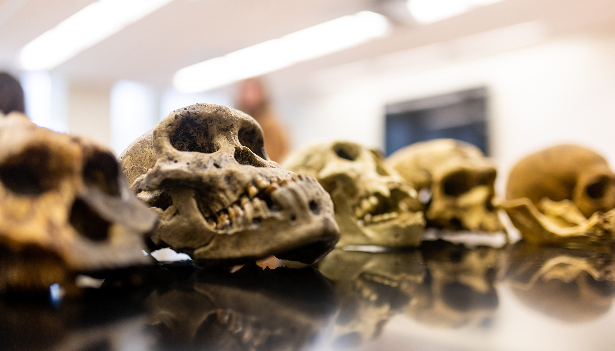 various skulls on lab table