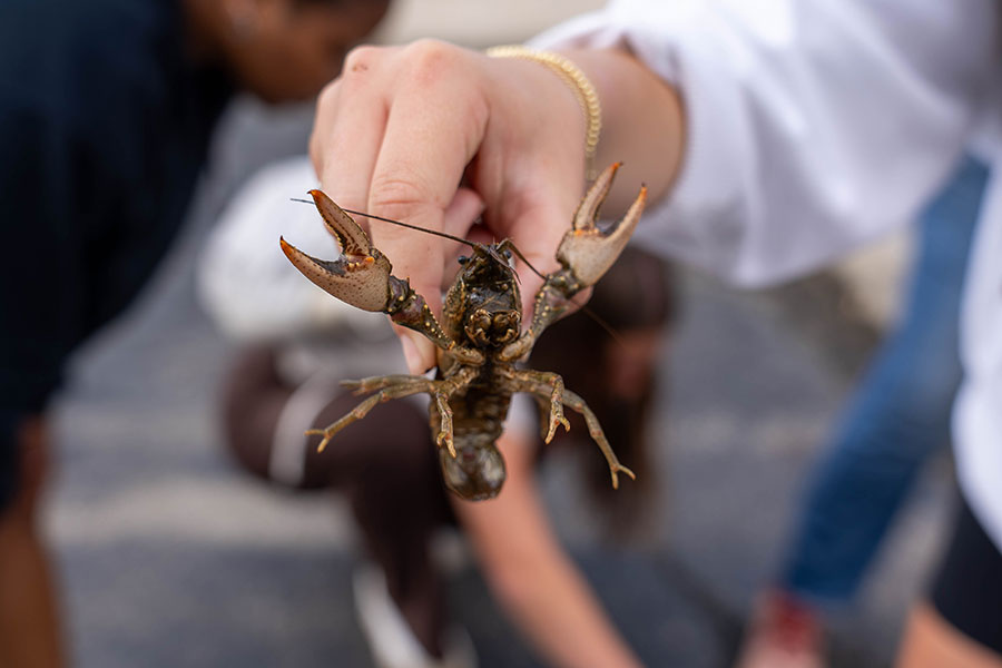 crawfish