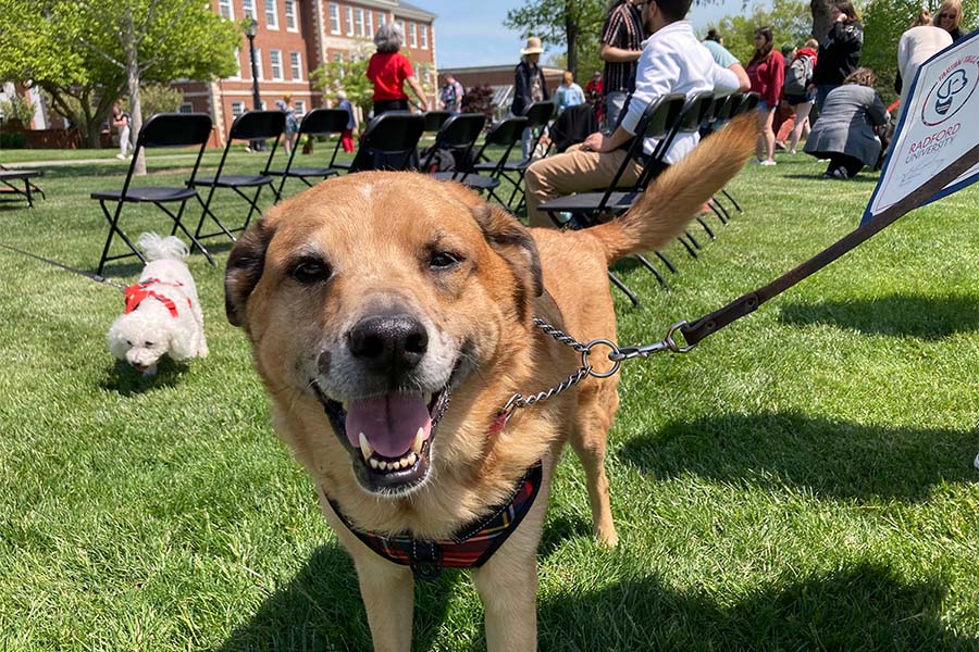 Seven year old Harper was one of three dogs that, on April 23, graduated from the extended training courses required to join the "Tartan Tails" group.
