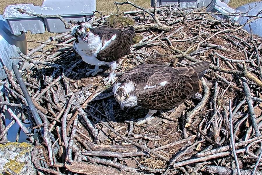 Ospreys nesting